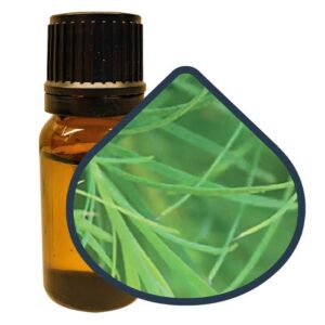 éterický olej čajovník